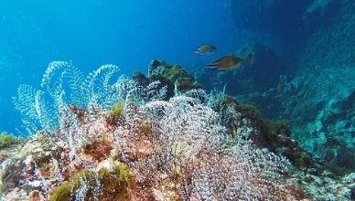 Underwater reef